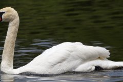 Mute Swan - Village of Schaumburg, Cook County, IL, June 1, 2016