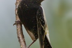 Bobolink - Orlando Grassland Preserve, Cook County, June 7, 2016