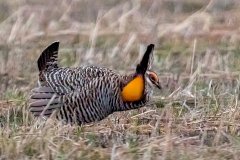 Greater Prairie Chicken  (male) - Jasper County, Illinois, April 7, 2022