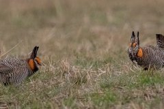 Greater Prairie Chickens (males) - Jasper County, Illinois, April 7, 2022