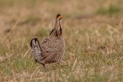 Greater Prairie Chicken  (male) - Jasper County, Illinois, April 7, 2022
