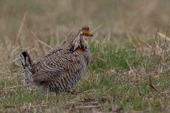 Greater Prairie Chicken  (male) - Jasper County, Illinois, April 7, 2022