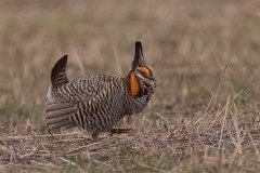 Greater Prairie Chicken  (male) - Jasper County, Illinois, April 7, 2022