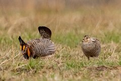 Greater Prairie Chickens (male and female) - Jasper County, Illinois, April 7, 2022