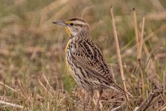 Eastern Meadowlark - Jasper County, Illinois, April 7, 2022