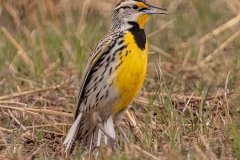 Eastern Meadowlark - Jasper County, Illinois, April 7, 2022