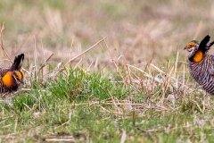 Greater Prairie Chickens - Jasper County, Illinois, April 7, 2022