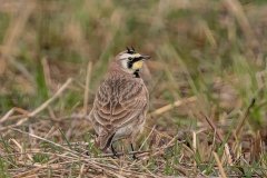 Horned Lark - Jasper County, Illinois, April 7, 2022
