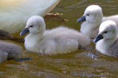 Mute Swan Cygnets - Village of Schaumburg, Cook County, IL, June 1, 2016