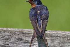 Barn Swallow - Spring Valley Nature Center, Schaumburg, Cook County, IL, June 5, 2016