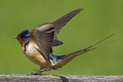 Barn Swallow - Spring Valley Nature Center, Schaumburg, Cook County, IL, June 5, 2016