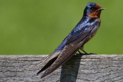 Barn Swallow - Spring Valley Nature Center, Schaumburg, Cook County, IL, June 5, 2016