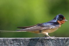 Barn Swallow - Spring Valley Nature Center, Schaumburg, Cook County, IL, June 5, 2016