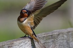 Barn Swallow - Spring Valley Nature Center, Schaumburg, Cook County, IL, June 5, 2016