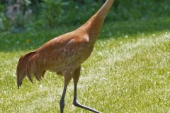 Sandhill Crane - Volo Blog, Ingleside, IL, June 11, 2016
