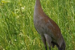 Sandhill Crane - Volo Blog, Ingleside, IL, June 11, 2016