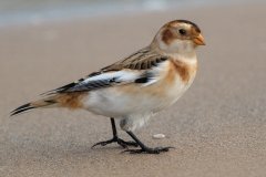 Snow Bunting - Montrose Dunes, Lincoln Park, Chicago, Cook County, IL, October 27, 2018