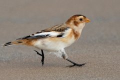 Snow Bunting - Montrose Dunes, Lincoln Park, Chicago, Cook County, IL, October 27, 2018