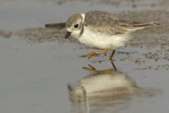 Piping Plover - Montrose Dunes, Lincoln Park, Chicago, Cook County, IL, October 27, 2018