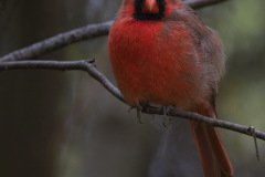 Northern Cardinal - The Grove, Glenview, Cook County, October 27, 2018