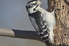 Downy Woodpecker - The Grove, Glenview, Cook County, IL, October 29, 2018