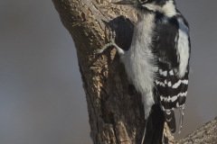Downy Woodpecker - The Grove, Glenview, Cook County, IL, October 29, 2018he Grove, Glenview