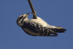 Downy Woodpecker - The Grove, Glenview, Cook County, IL, October 29, 2018