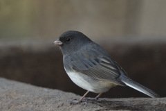 Slate-colored Junco - The Grove, Glenview, Cook County, IL, October 29, 2018