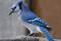Blue Jay - The Grove, Glenview, Cook County,  IL, October 29, 2018