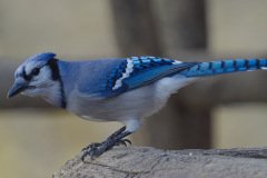 Blue Jay - The Grove, Glenview, Cook County,  IL, October 29, 2018