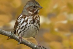 Fox Sparrow (Red) - The Grove, Glenview, Cook County, IL, October 29, 2018