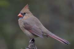 Northern Cardinal - The Grove, Glenview, Cook County, October 27, 2018