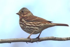 Fox Sparrow (Red) - The Grove, Glenview, Cook County, IL, October 29, 2018