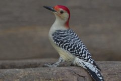 Red-bellied Woodpecker -The Grove, Glenview,  Cook County, IL, October 29, 2018