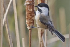 Black-capped Chickadee - Busse Woods, Elk Grove Village, Cook County, Il, October 30, 2018