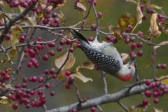 Red-bellied Woodpecker - Busse Woods, Elk Grove Village, Cook County, IL, October 30, 2018