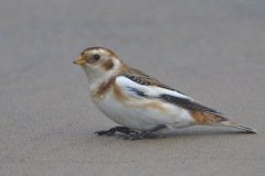 Snow Bunting - Montrose Dunes, Lincoln Park, Chicago, Cook County, IL, October 27, 2018