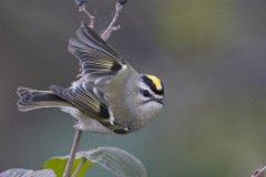 Golden-crowned Kinglet - Montrose Point, Chicago, Cook County, IL, October 27, 2018