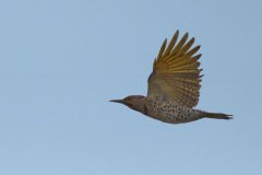 Yellow-shafted Flicker - Busse Woods, Elk Grove Village, Cook County, IL, October 25, 2016