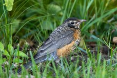 American Robin Chick - Spring Valley Nature Sanctuary, Schaumburg, Cook County, IL, June 24, 2021