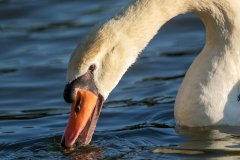 Mute Swan - Prairie Center, Schaumburg, Cook County, IL, June 24, 2021
