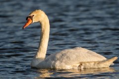 Mute Swan - Prairie Center, Schaumburg, Cook County, IL, June 24, 2021