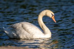 Mute Swan - Prairie Center, Schaumburg, Cook County, IL, June 24, 2021