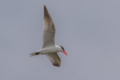 Caspian Tern - Prairie Center, Schaumburg, Cook County, IL, June 24, 2021