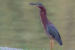 Green Heron - Prairie Center, Schaumburg, Cook County, IL, June 24, 2021