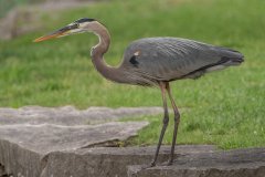 Great Blue Heron - Prairie Center, Schaumburg, Cook County, IL, June 24, 2021