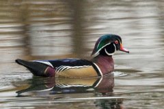 Wood Duck - Spring Valley Nature Center, Schaumburg, IL, October. 26, 2018