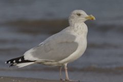 Herring Gull - Montrose Point, Chicago, Cook County, IL, October 27, 2018