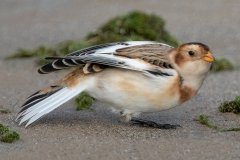 Snow Bunting - Montrose Dunes, Lincoln Park, Chicago, Cook County, IL, October 27, 2018