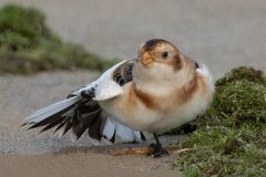 Snow Bunting - Montrose Dunes, Lincoln Park, Chicago, Cook County, IL, October 27, 2018